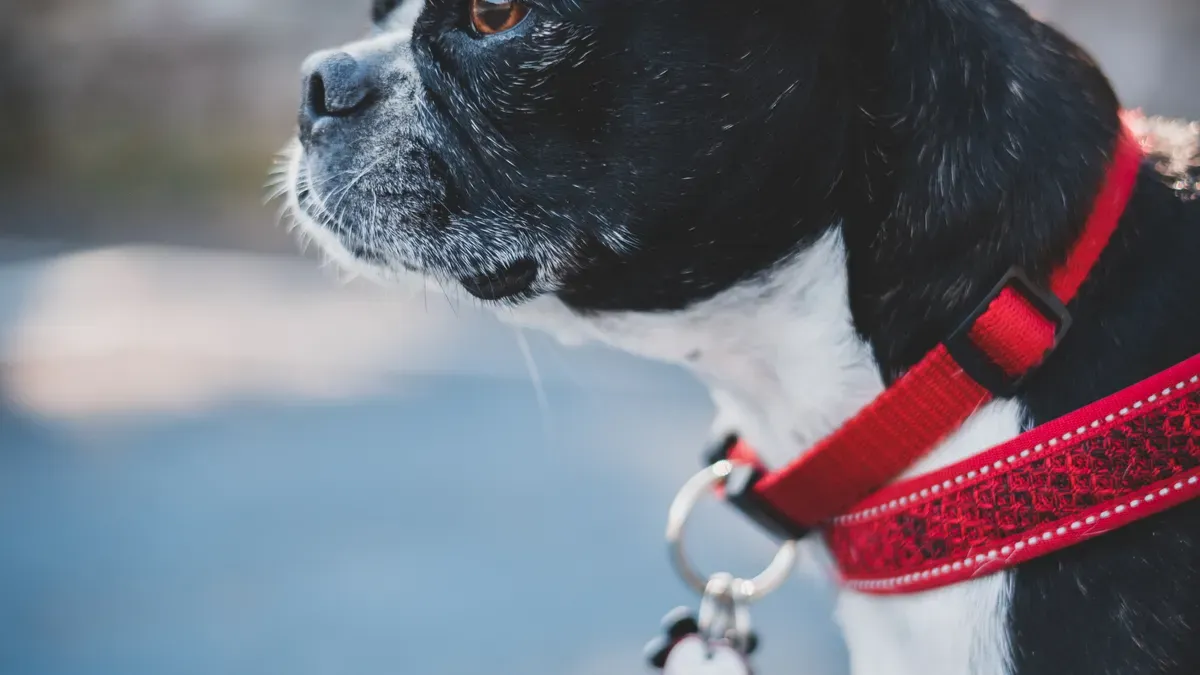 Contact zones on a dog back brace that affect sniffing movement