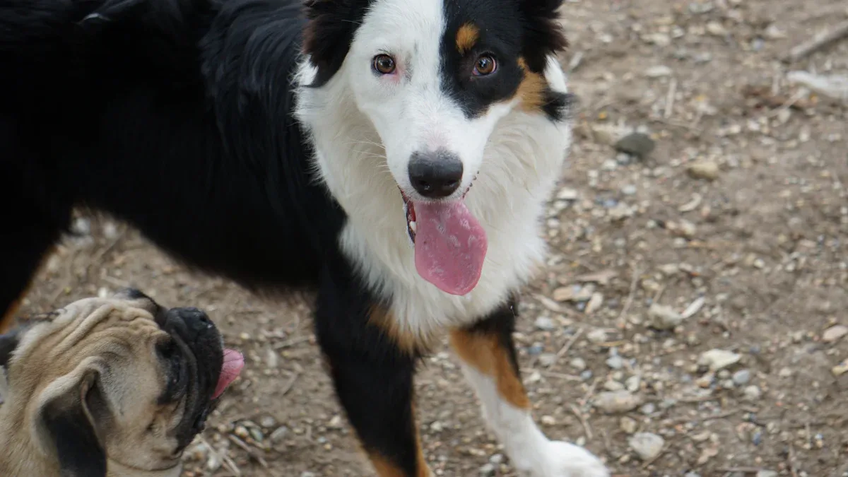Dog lift harness showing strap layout and shoulder clearance