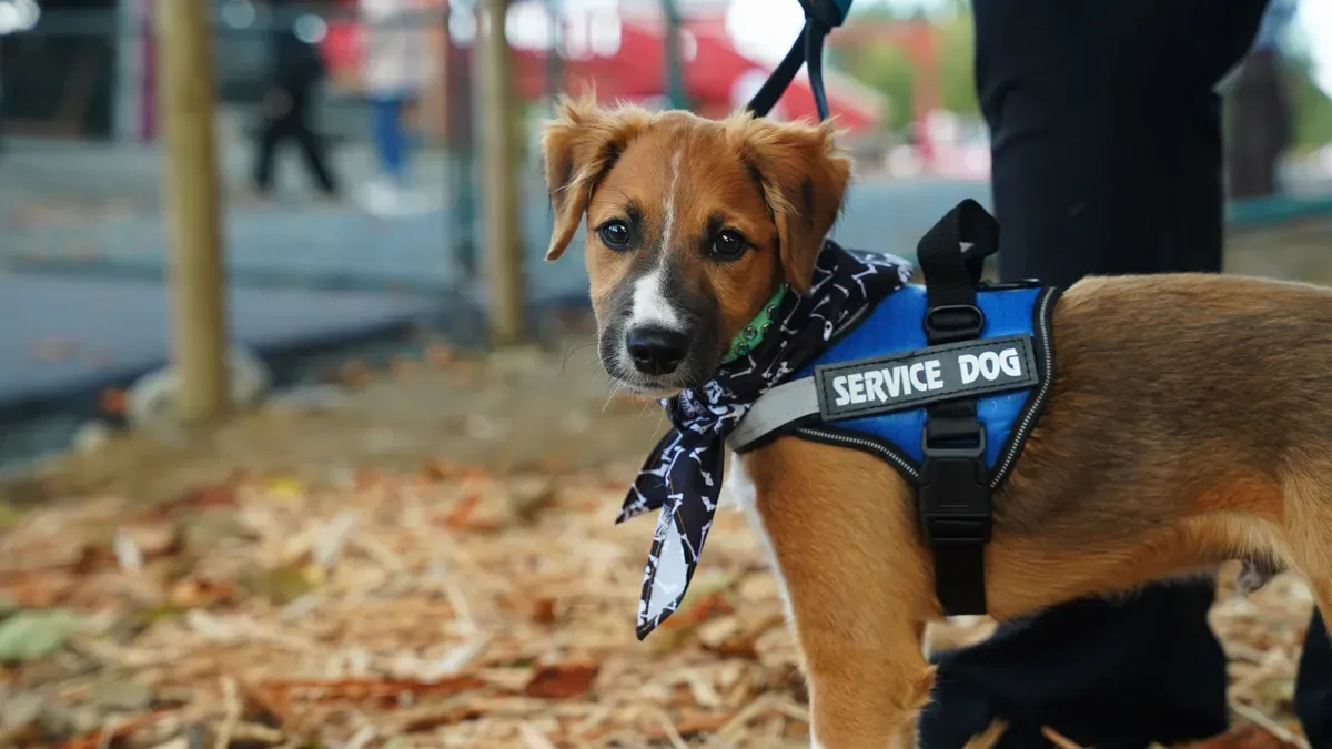 Dog with handler on stairs using a support harness for controlled descent