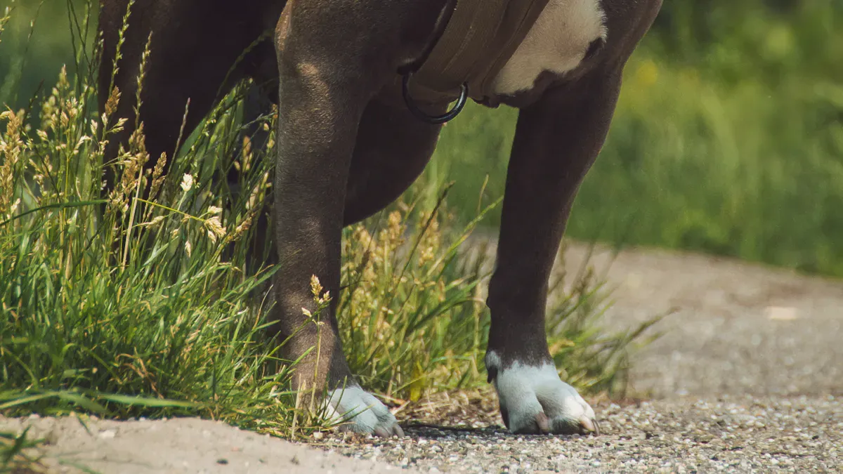 Dog recovery sleeve coverage comparison