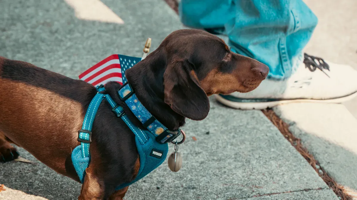 Full-body dog lift harness with wide chest panel, stable belly support, and front plus rear handles