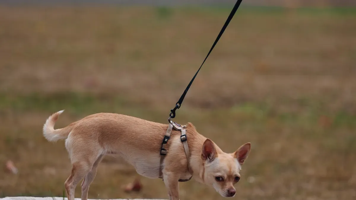 Dog standing with a no-knuckling boot on rear paw before a fit check