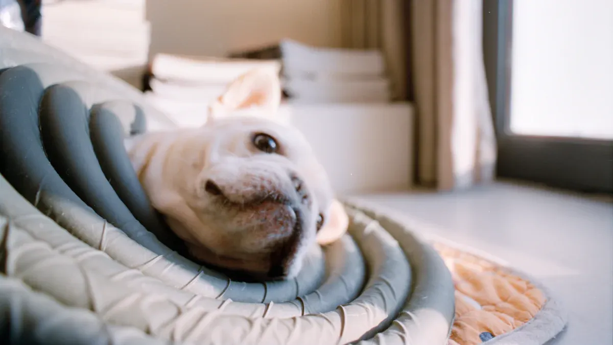Recovery suit providing full torso coverage for post-surgical wound protection in dogs