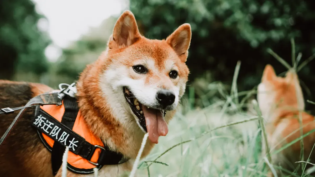 Comparison of rear support harness and full body lift harness designs for dogs