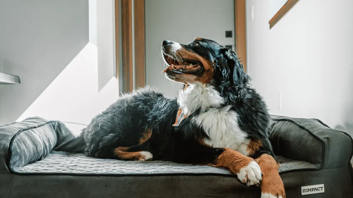 Dog orthotic fit assessment showing measurement landmarks and joint alignment verification