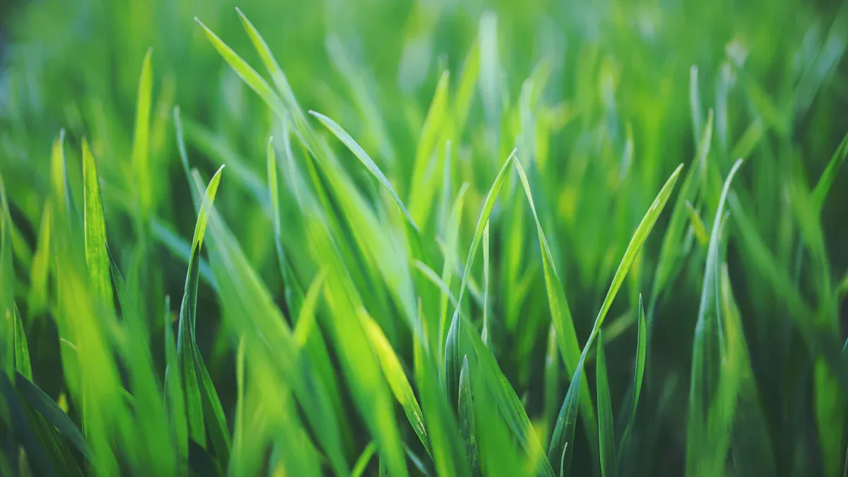 How to Use Humic Acid Fertilizer for a Healthier Lawn