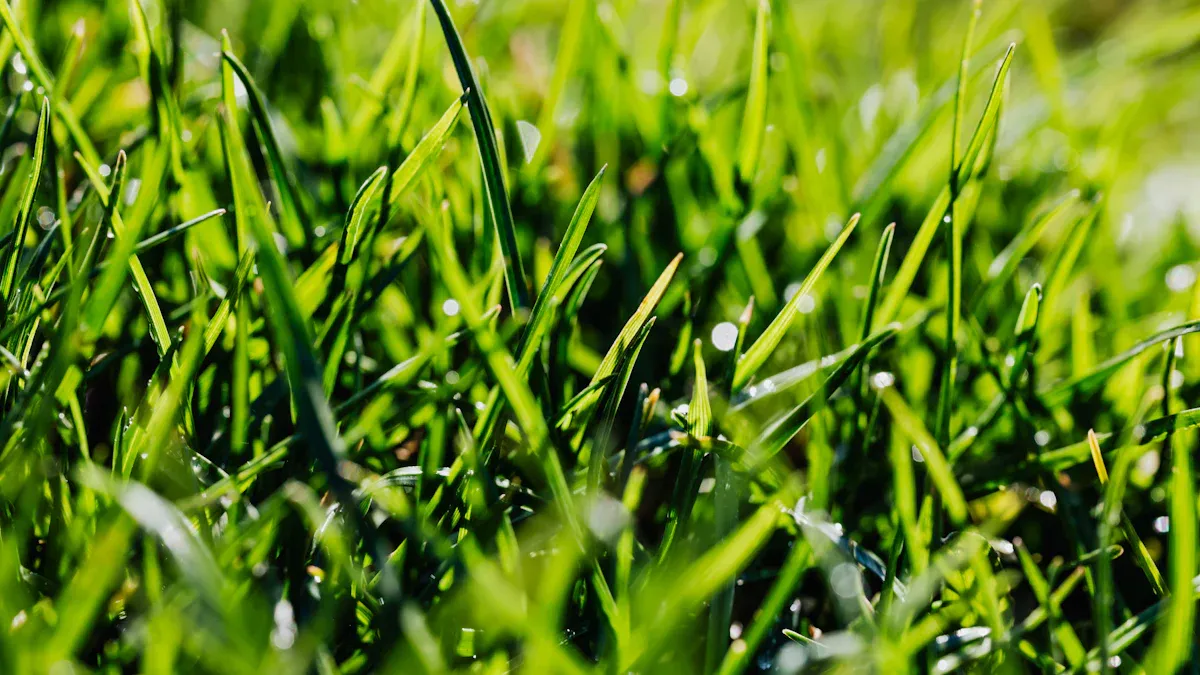Humic Acid Fertilizer Basics