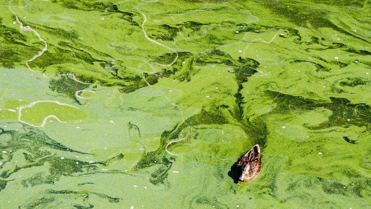 Harmful Algal Blooms Explained