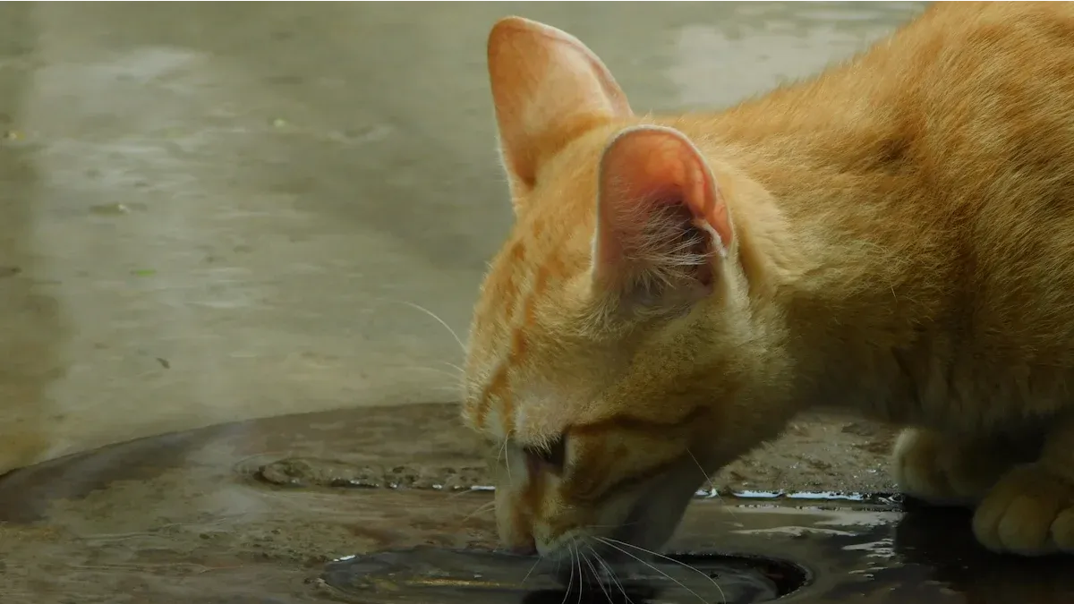 10 Must-Have Cat Water Bowls and Fountains You Can Order Today