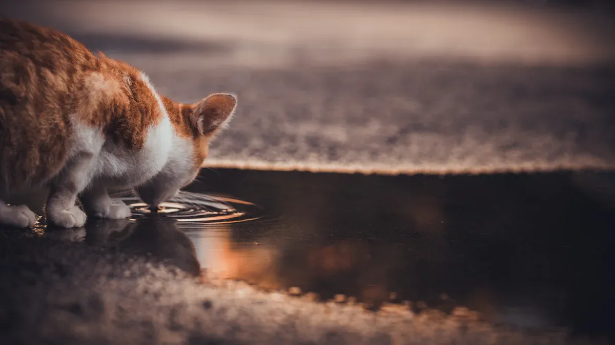 Why Cat Hydration Matters