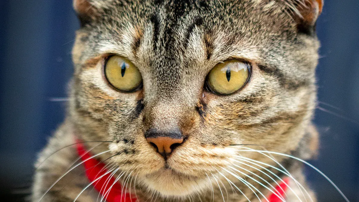 Best Overall Cat Collar