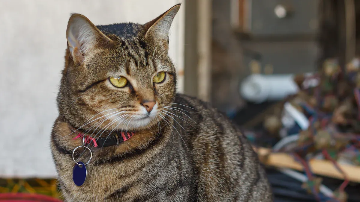 Best Breakaway Cat Collar