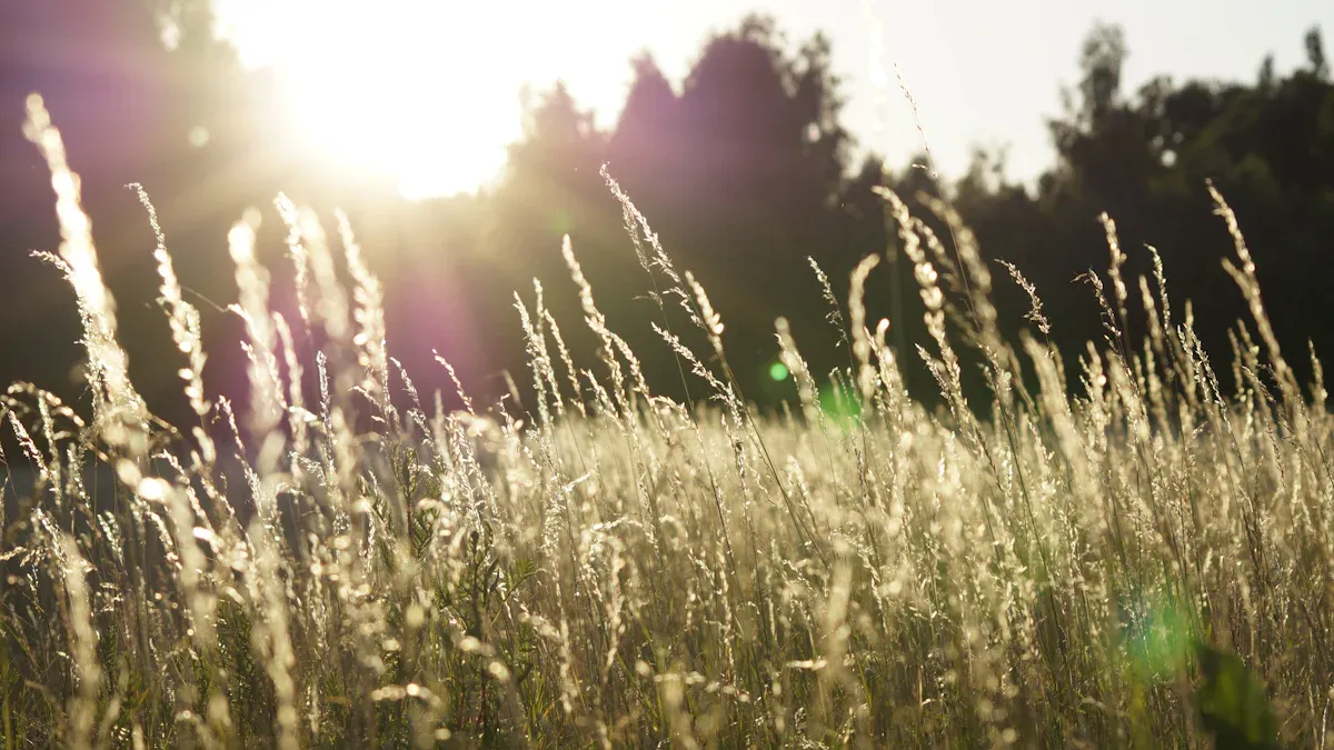 Depth of Field and Image Effects