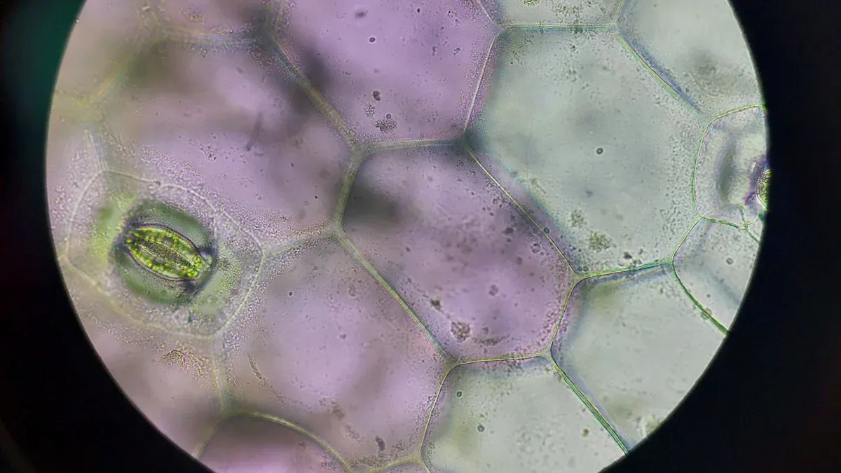 Magnification and Detail