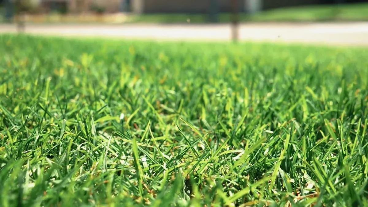 Artificial Grass Cost Overview