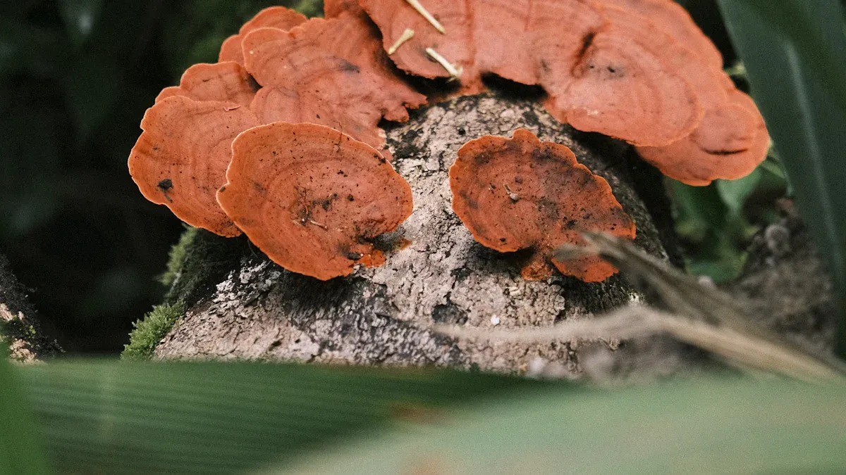 Reishi Mushroom: The Essential Ingredient for Skin Care Solutions