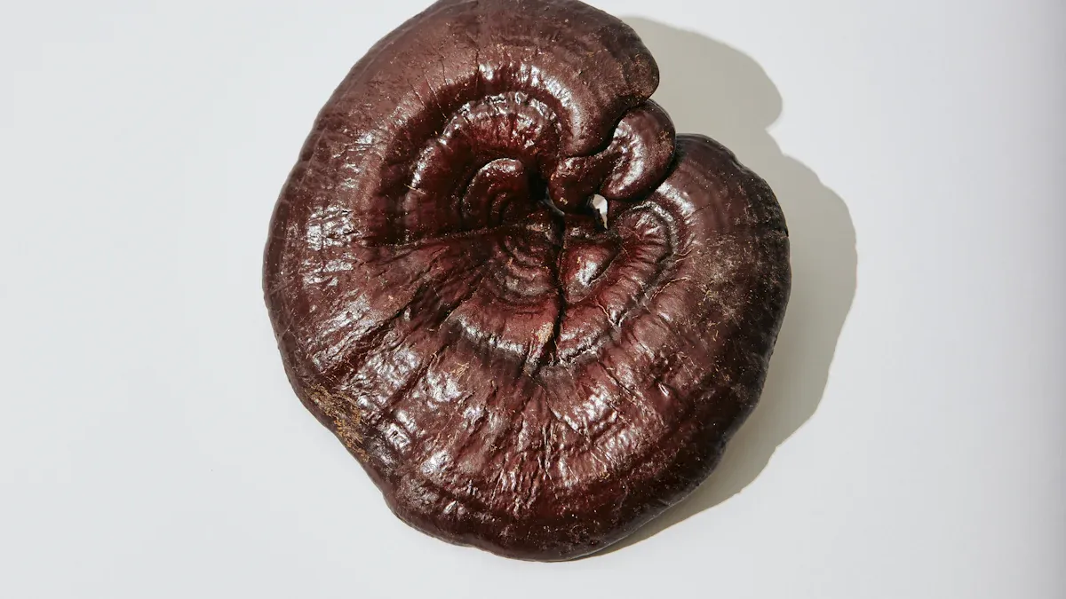 Reishi Mushrooms Overview