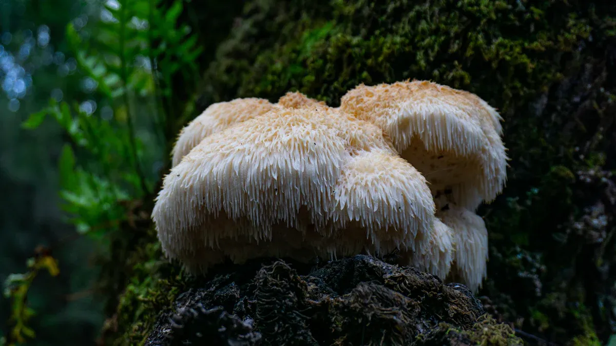 What Are Lion's Mane Mushrooms?
