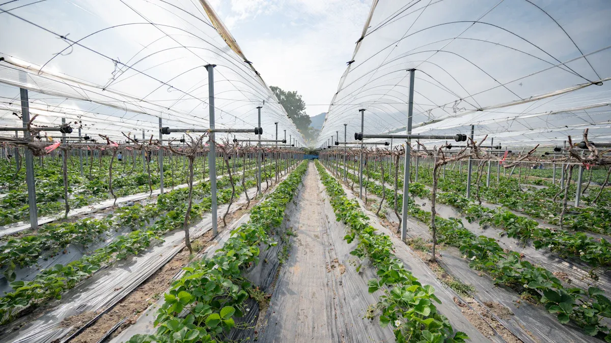 Installing Agriculture Protection Netting