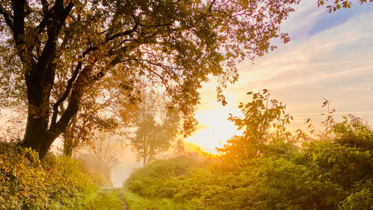 Health Benefits of Sunlight