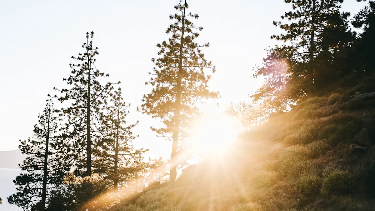 Beneficial Natural Light Makes You Happier and Healthier