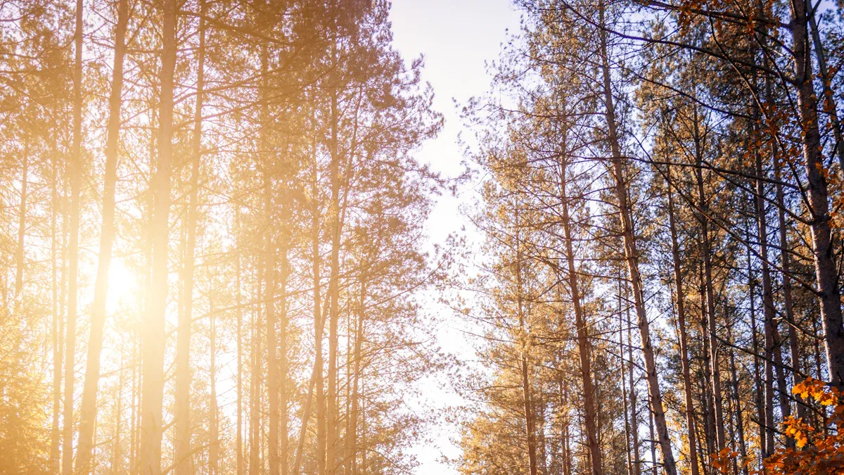 1 Nit Brightness Explained for Everyday Users