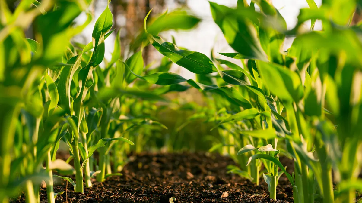 Applications in Agriculture and Horticulture