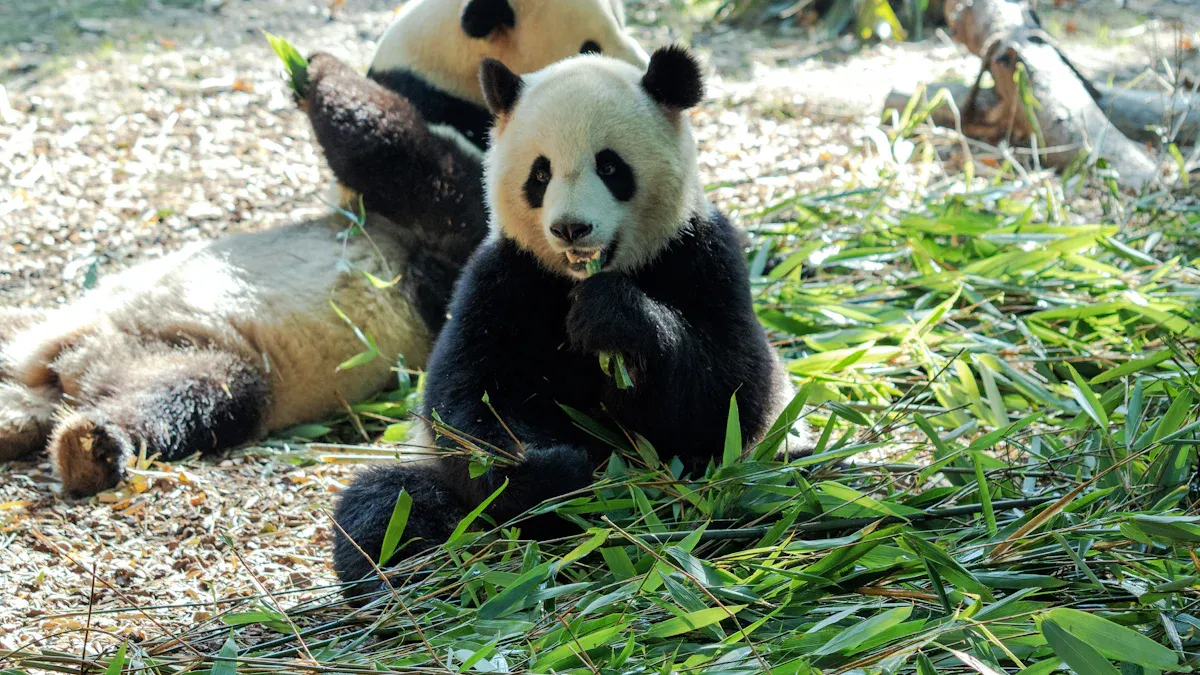 Meet the Four Giant Pandas