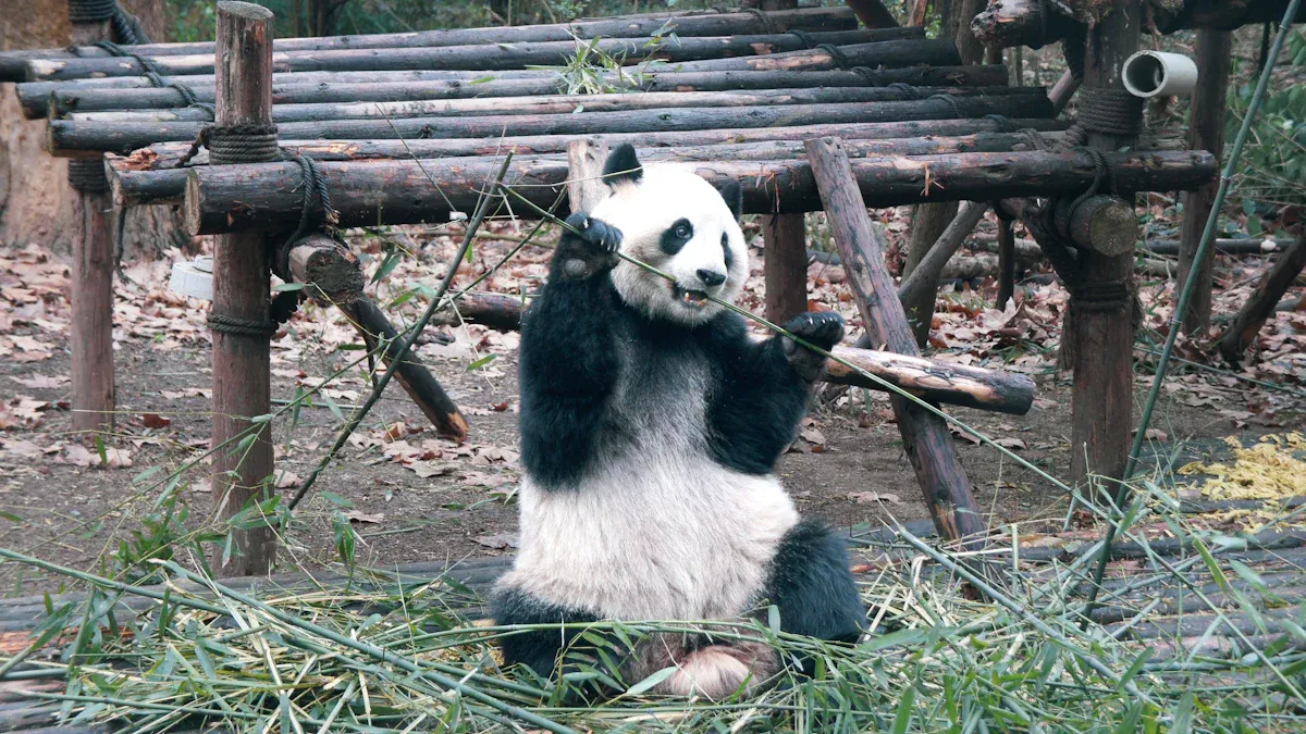The Pandas'
720