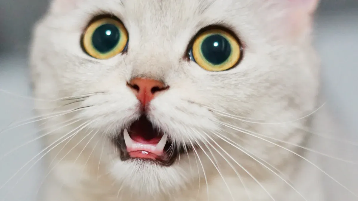 Reason #2 – Universal Relatability