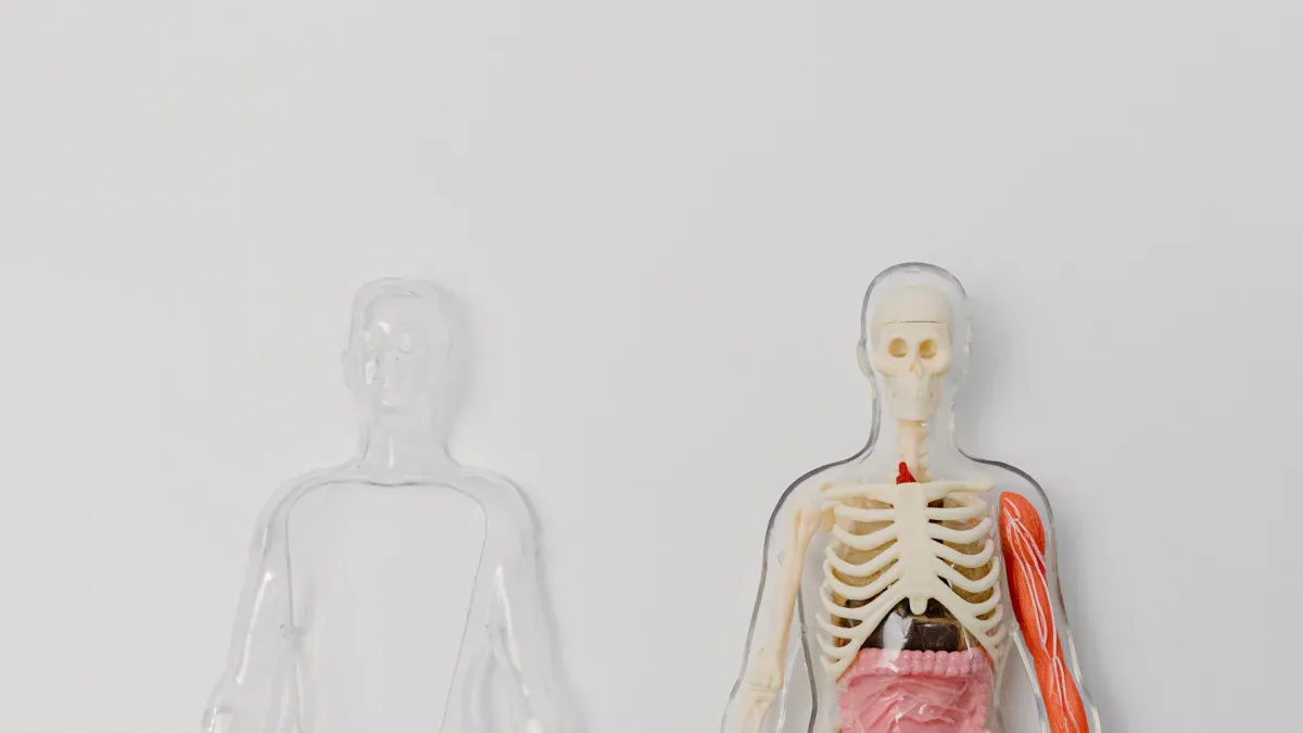 Choosing Human Anatomy Toys