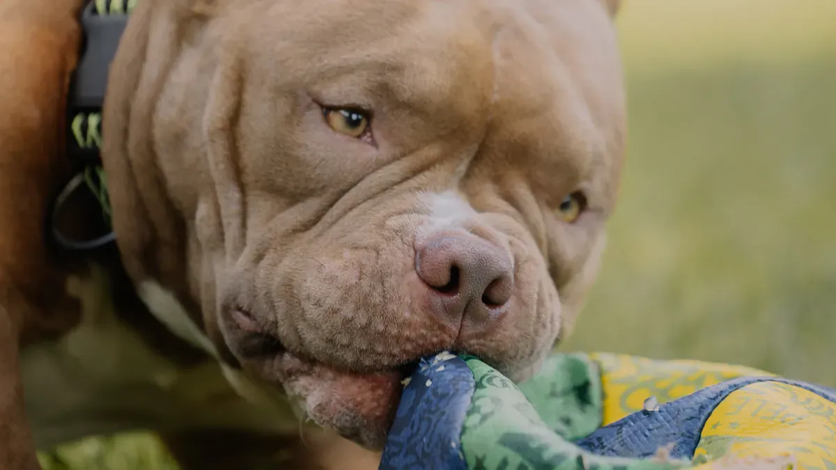 Identifying Unsafe Squishy Toys