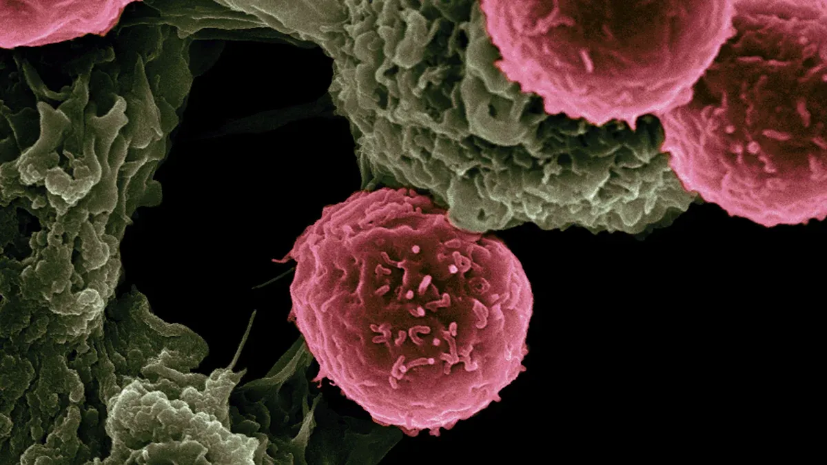 What Are Human PBMCs and Their Role in Immunity