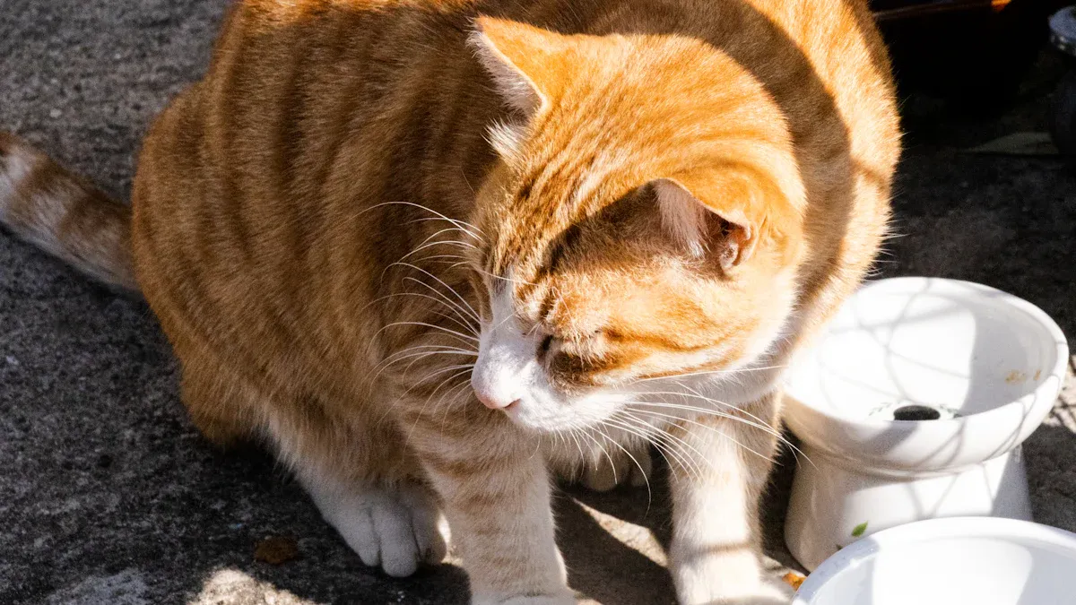Benefits of Cat Elevated Bowls for Seniors