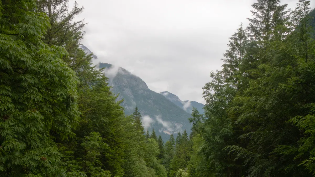 History of the Region