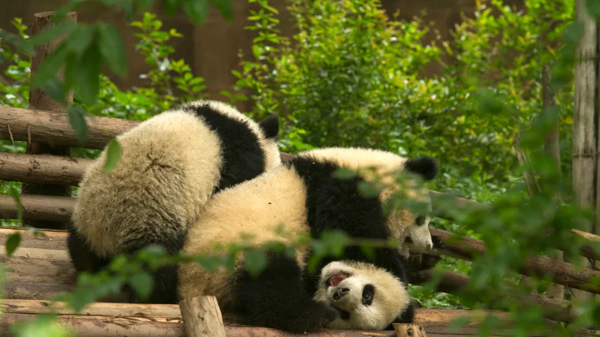 Giant Panda Breeding at the Chengdu Research Base