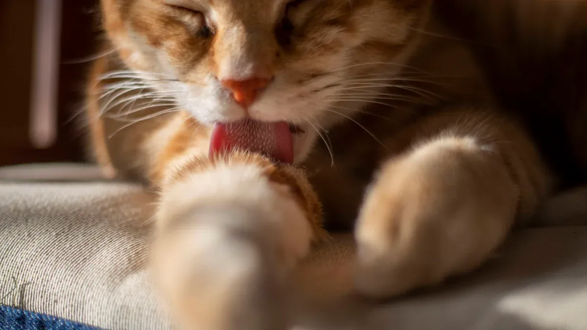 Unique Features and Cat Benefits