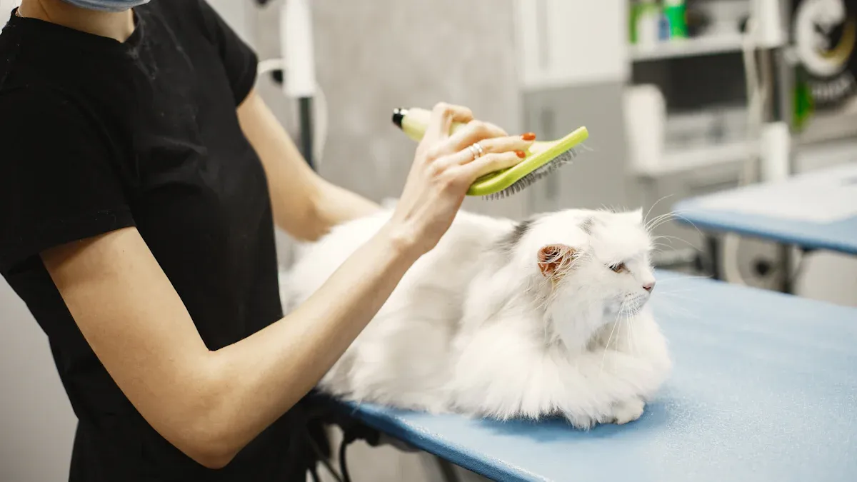 Daily Brushing for Cats