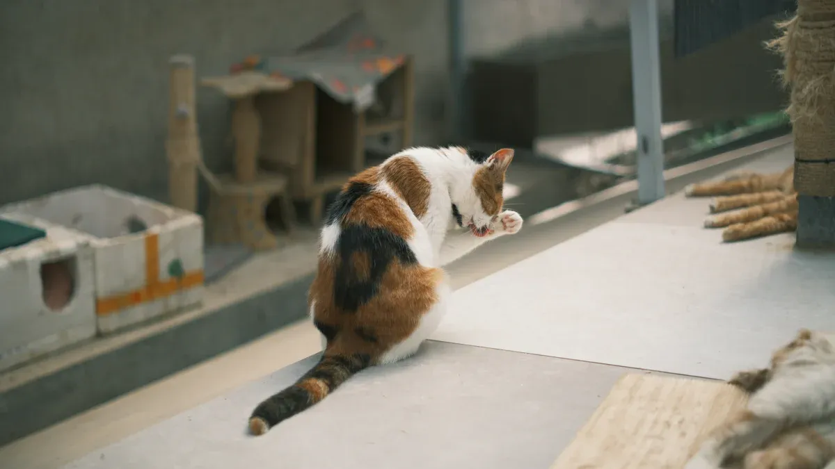 Best Catios and Outdoor Alternatives