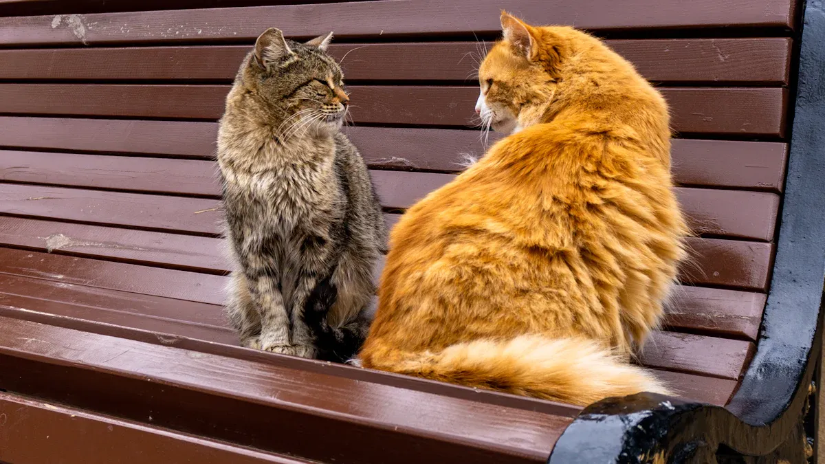 Multi-Cat Compatibility