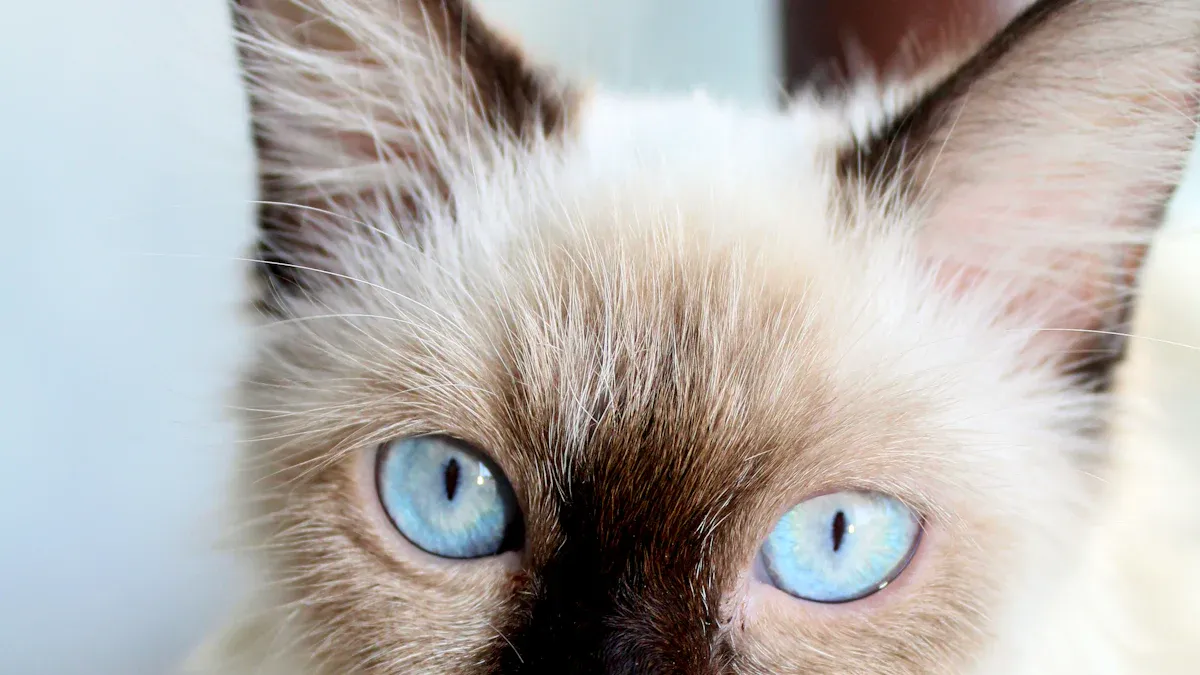 Balinese Cats: Coat and Hypoallergenic Traits
