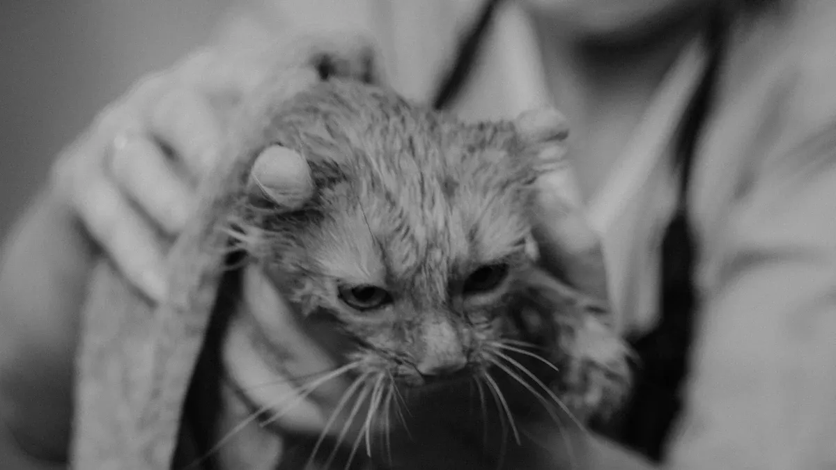 Why Cats Get Dry Skin in Winter