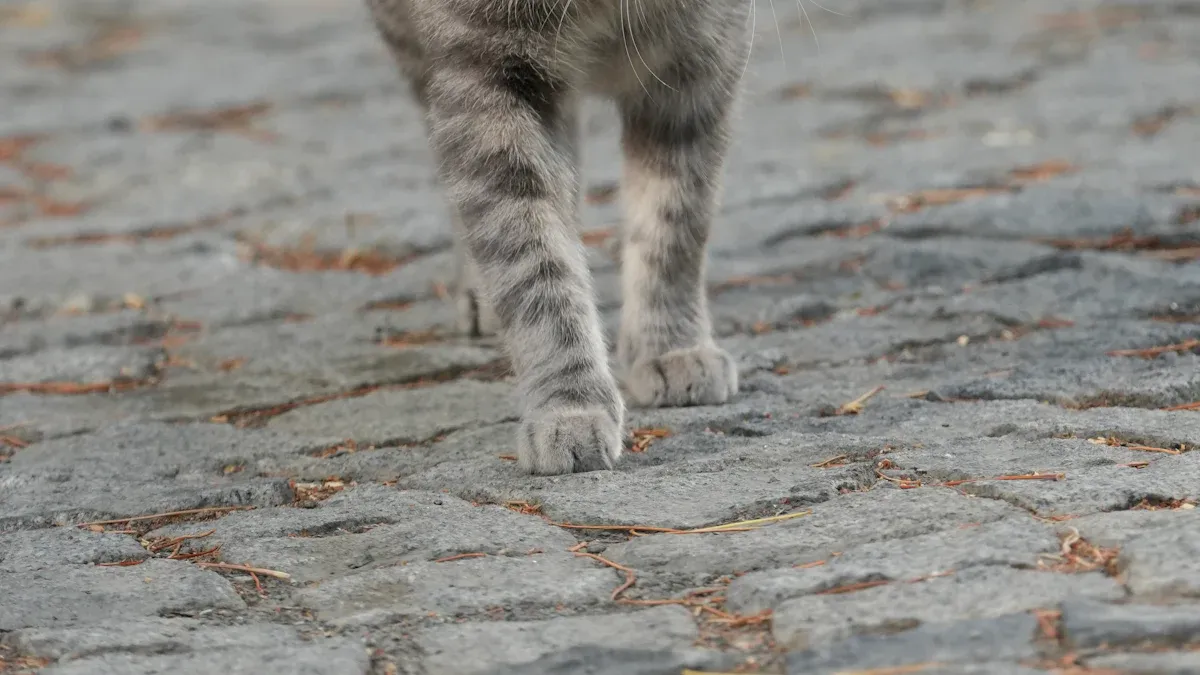 Grooming and Mobility in Cats