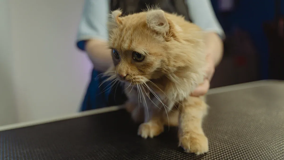 Shave a Cat and Shedding