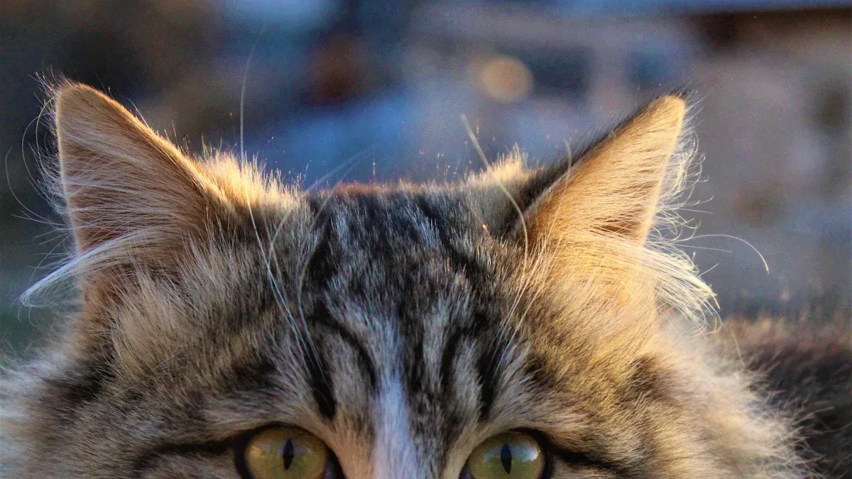 Cat Coat Types