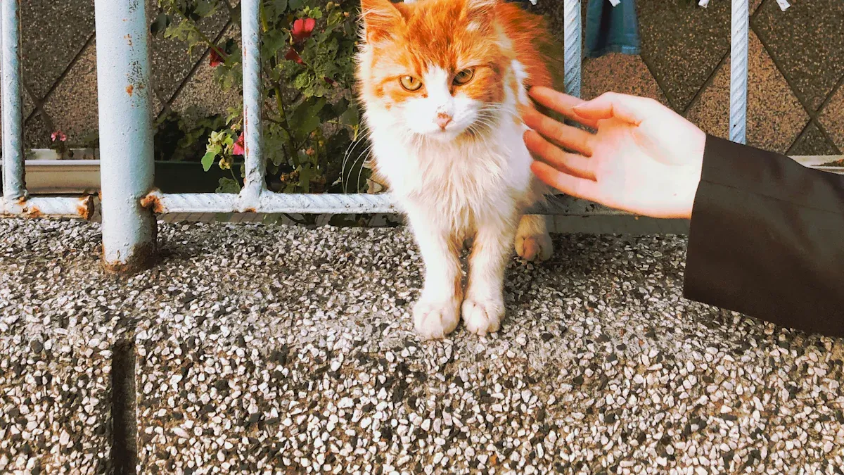 Introducing Your Cat