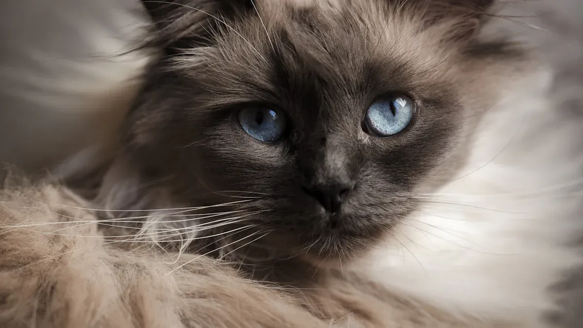 Results with PawSwing Neo