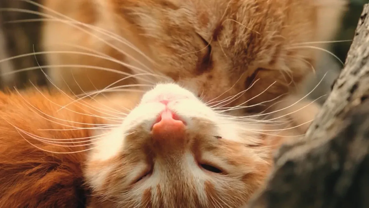 Why Self-Groomers Matter