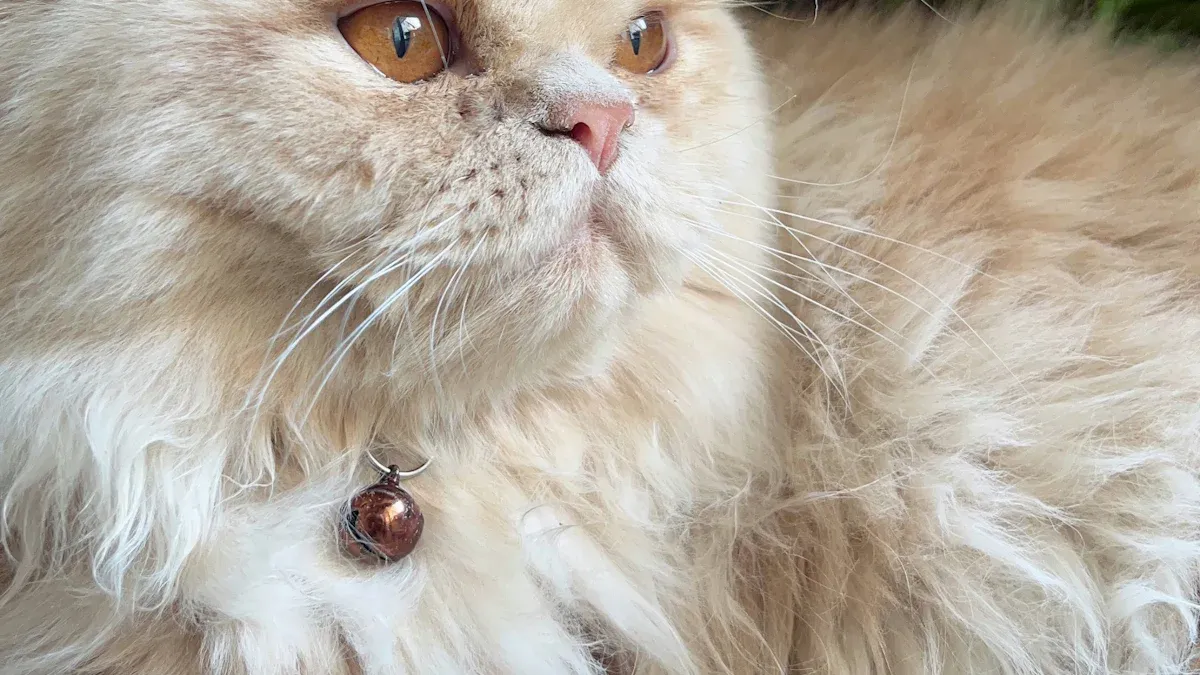 Cat Hair Problems