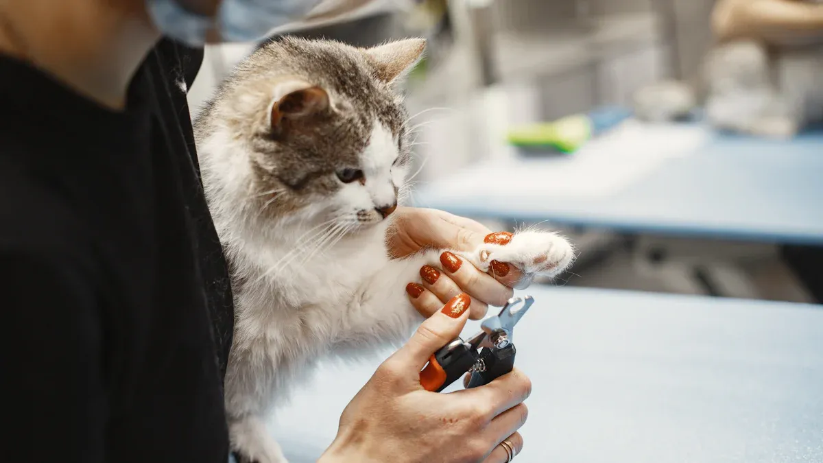 Cat Grooming Routine